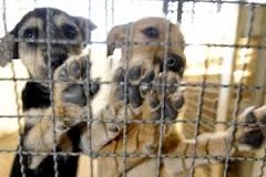 SP proíbe uso de animas em testes e pesquisas