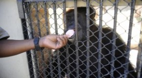 PE: Tucana propõe lei que proíbe uso de animais em testes de laboratórios